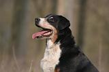 BOUVIER D'APPENZELL 047